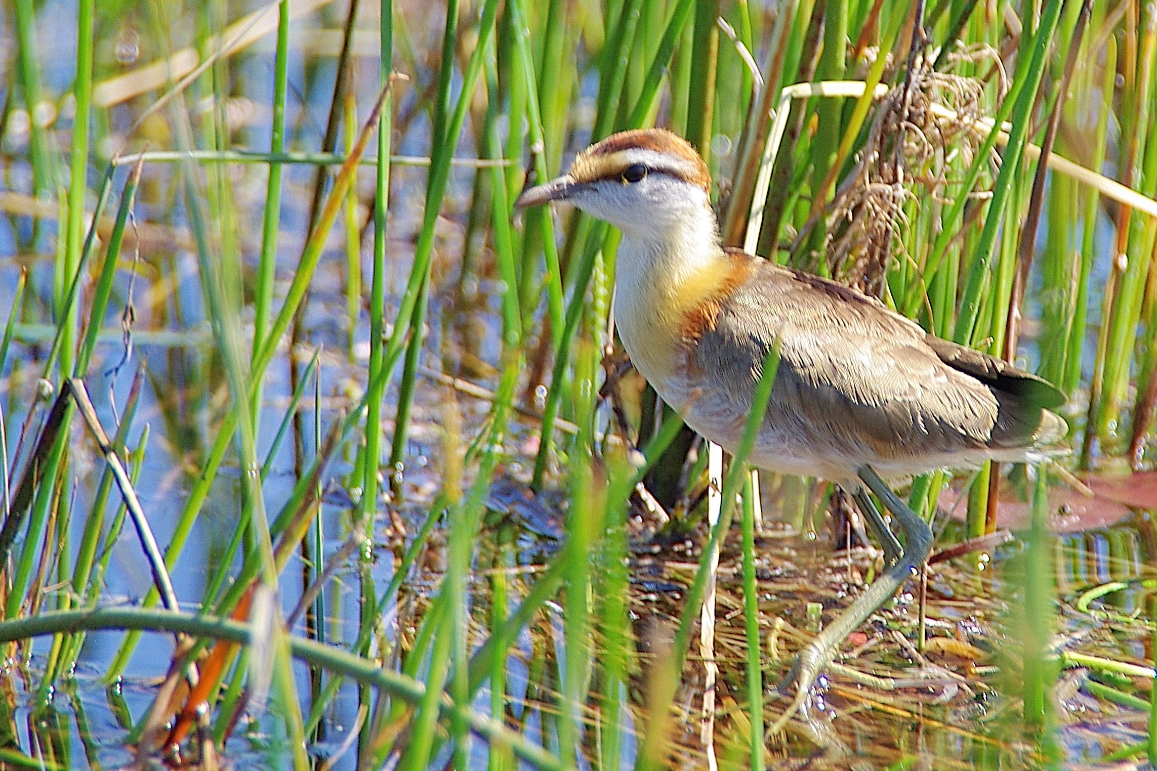 Jacana nain (Lesser jacana, Microparra capensis), Chief's island,  Moremi game reserve, Delta de l'Okavango, Botswana.